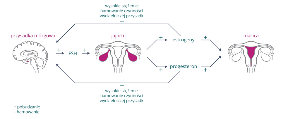 Schemat przedstawia sposób regulacji hormonalnej cyklu miesiączkowego. Znak plus oznacza pobudzanie, znak minus hamowanie. Z lewej szary obrys mózgu z karmazynową przysadką mózgową. W prawo pozioma strzałka, hormon FSH z przysadki pobudza jajniki, na środkowym rysunku zaznaczone kolorem. Jajniki produkują estrogeny i progesteron, wpływające pobudzająco na macicę (zaznaczona kolorem) . Jednocześnie estrogeny i progesteron hamują wydzielanie przysadki mózgowej (długie strzałki u góry i u dołu).
