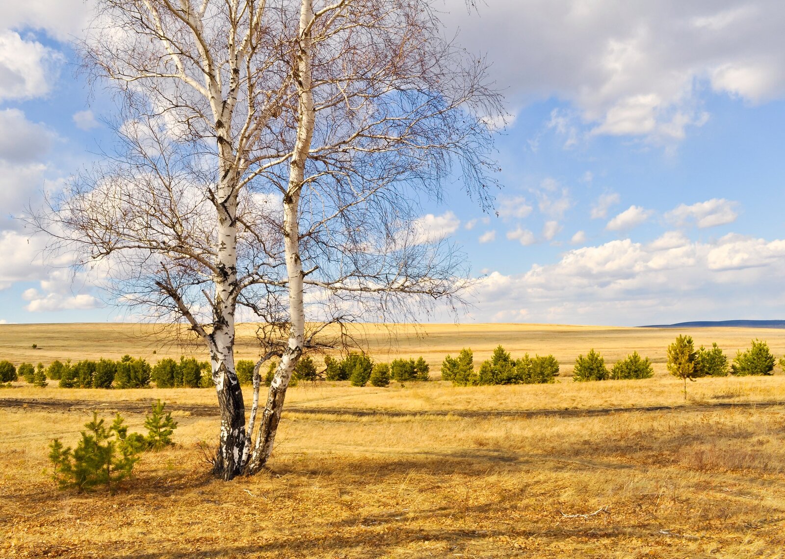 Pola Źródło: www.pixabay.com, fotografia barwna, domena publiczna.