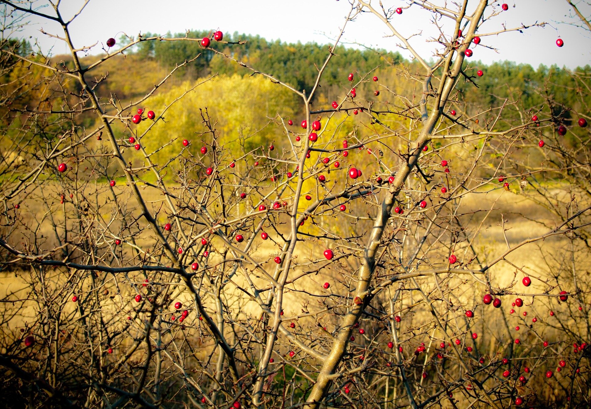 Dzika róża Dzika róża Źródło: pixabay, licencja: CC 0.