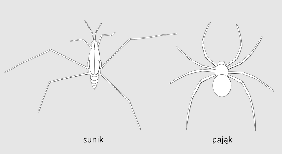 Ilustracja przedstawia dwa stawonogi o podobnych sylwetkach widziane z góry. Rysunki ułożone obok siebie. Po lewej sunik. Po prawej pająk. Budowa sunika: słabo wyodrębniona głowa, tułów i podłużny wrzecionowaty odwłok. Na głowie dwa długie czułki. Po obu stronach odwłoka trzy pary odnóży. Odnóża bardzo długie, członowane. Budowa pająka: głowotułów bez czułek, zaokrąglony odwłok. Po obu stronach ciała cztery pary odnóży.