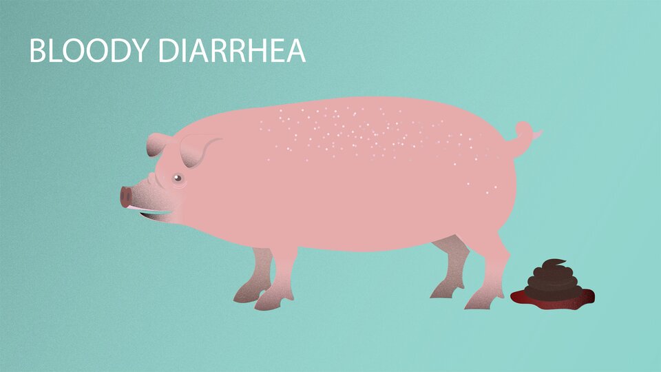 Weterynarz