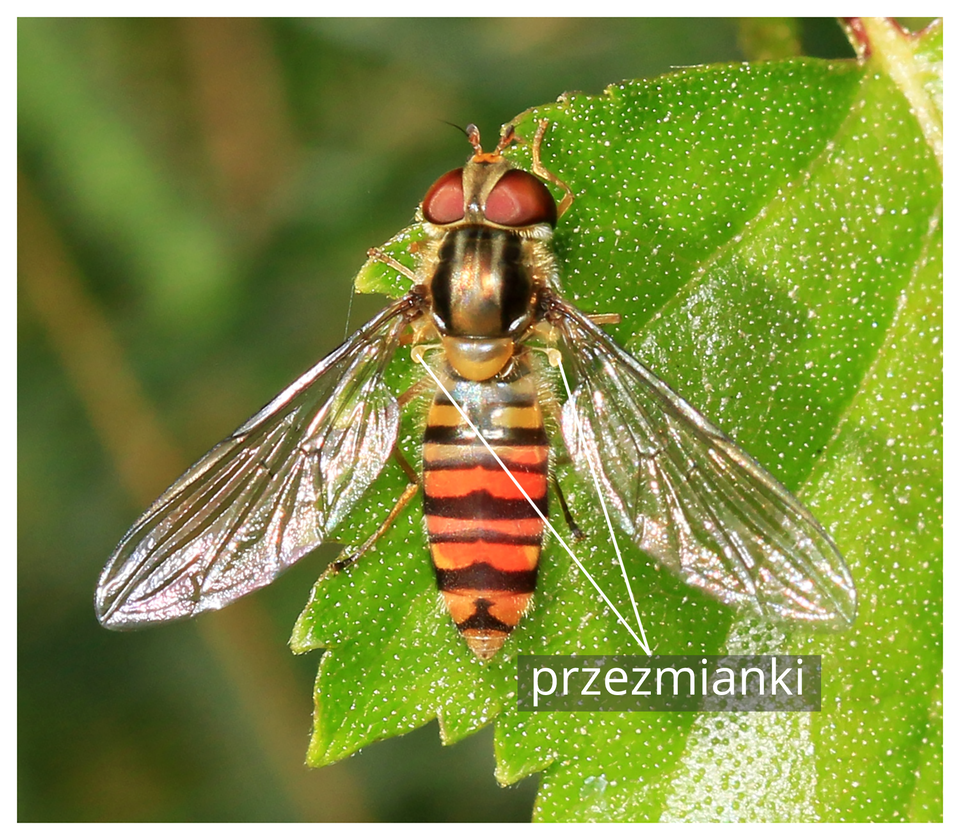 Fotografia przedstawia w pionie zbliżenie pomarańczowo - brązowego owada na zielonym, nakrapianym liściu. Bzyg prążkowany ma na głowie duże, jasnobrązowe oczy, a z przodu krótkie czułki. Tułów wypukły, ciemnobrązowy, błyszczący. Po bokach tułowia dwa błoniaste, rozłożone ukośnie skrzydła. Pod nimi podpisane żółte, maczugowate przezmianki, czyli przekształcona druga para skrzydeł.