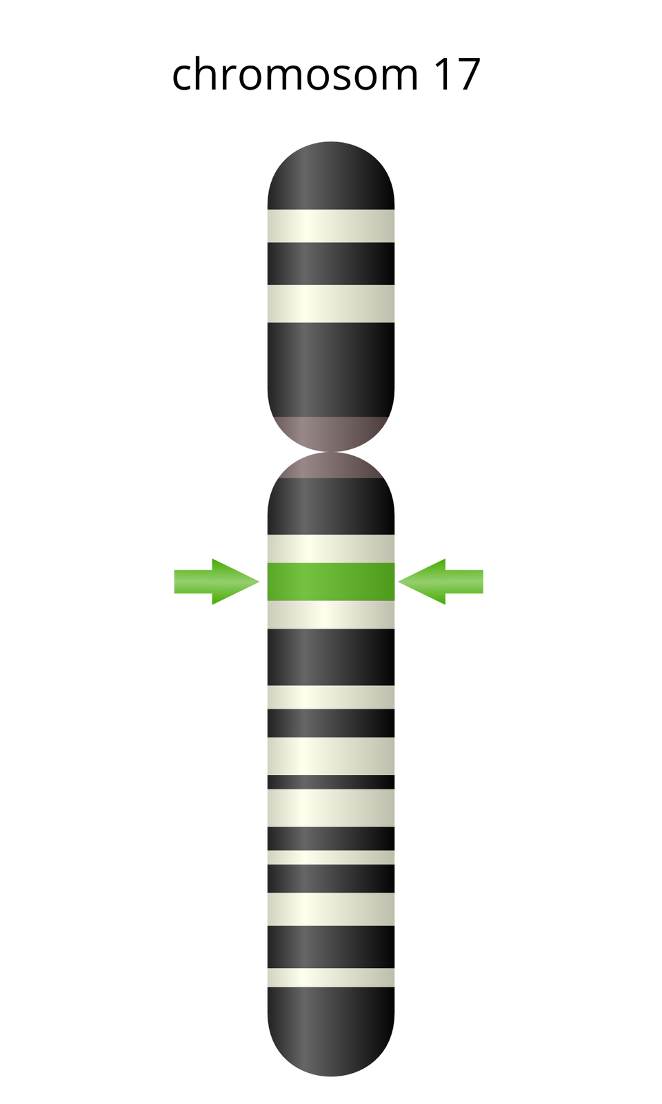 Ilustracja przedstawia pionową, szeroką pałeczkę w poziome pasy, głownie grafitowe i białe. To schemat chromosomu numer 17. Jeden pasek jest zielony i wskazuje lokalizację genu BRCA.
