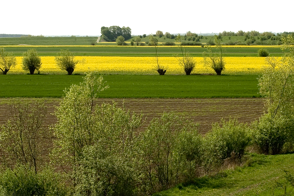Zdjęcie ukazujące rolniczy krajobraz na równinach Żuław Wiślanych. Na zdjęciu widoczne zielone i żółte pola oraz nieliczne drzewa śródpolne.