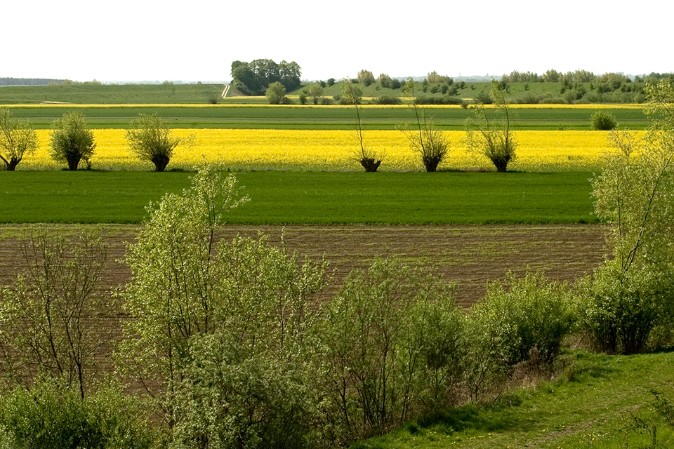Zdjęcie ukazujące rolniczy krajobraz na równinach Żuław Wiślanych. Na zdjęciu widoczne zielone i żółte pola oraz nieliczne drzewa śródpolne.
