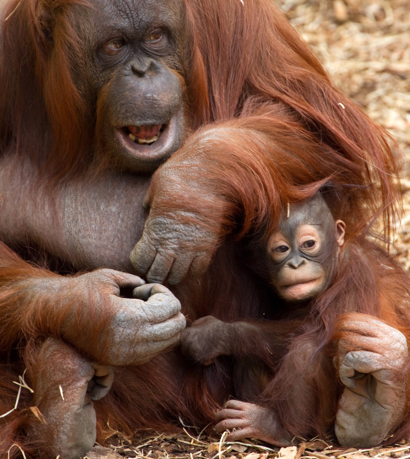Fotografia przedstawia rudą samicę orangutana z dwoma młodymi. Samica siedzi w trawie i przygarnia młode do siebie długimi rękami. Maluchy orangutana trzymają się matki, ale rozglądają na boki.