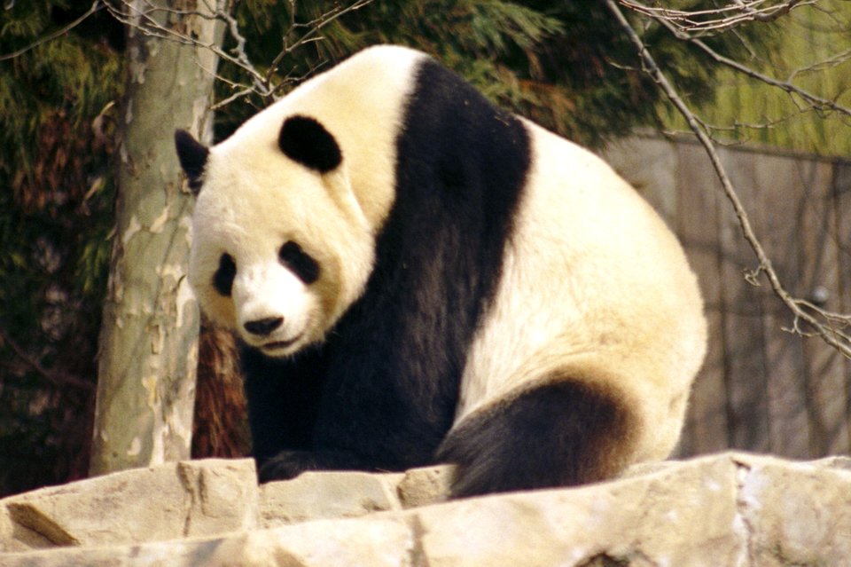 Panda wielka