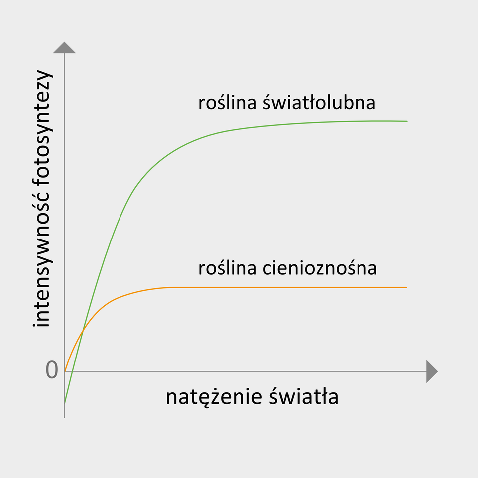 Ilustracja przedstawia wykres, na którym oś X podpisano jako natężenie światła, a oś Y jako intensywność fotosyntezy. Znajdują się tu dwie linie, które się częściowo krzyżują. Zielona linia oznacza roślinę światłolubną , a pomarańczowa linia oznacza roślinę cienioznośną. Obie linie wznoszą się, ale zielona znajduje się wyżej niż pomarańczowa.
