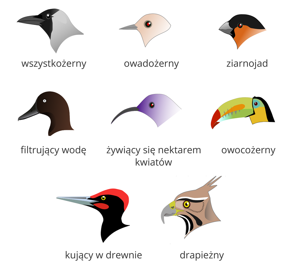 Ilustracja przedstawia osiem kolorowych sylwetek ptasich głów w trzech rzędach, z dziobami w lewo. Od góry z lewej ptak wszystkożerny. Ma długi, prosty, gruby dziób. Głowa podzielona pionowo: z przodu czarna, dalej szarawa. Oko czarne, błyszczące. Drugi ptak w górnym rzędzie to ptak owadożerny. Głowa różowa, dziób delikatny, prosty, zaostrzony. Oko z czerwonym refleksem w szarej obwódce. Z prawej u góry ziarnojad. Dziób krótki, bardzo gruby. Głowa podzielona poziomo: u góry czarna, niżej pomarańczowa. Na granicy podziału małe, czerwone oko. W środkowym rzędzie pierwszy z lewej to ptak, filtrujący wodę. Dziób wydłużony, spłaszczony, na końcu mały haczyk. Głowa ciemnobrązowa, oko białe. W środku na fioletowo namalowany ptak, żywiący się nektarem kwiatów. Dziób wąski, długi, łukowato wygięty z końcem w dół. Z prawej ptak owocożerny. Oliwkowy dziób bardzo gruby, długi, lekko zgięty na końcu o barwie brunatnej. W środkowej części dziób błękitny, przechodzi w pomarańcz. Głowa żółto – czarna w pionie, u góry błękitna z czarnym okiem. Od lewej w dolnym rzędzie ptak, kłujący w drewnie. Dziób stalowoszary, długi, prosty, zaostrzony. Głowa czarna z czerwoną czapeczką i policzkiem. Oko z żółtą obwódką. Ostatni z prawej to ptak drapieżny. Dziób gruby, z ostrym, haczykowatym końcem, żółty u nasady. Głowa z czubkiem w tył, beżowa w czarne i białe smugi. Oko żółte.