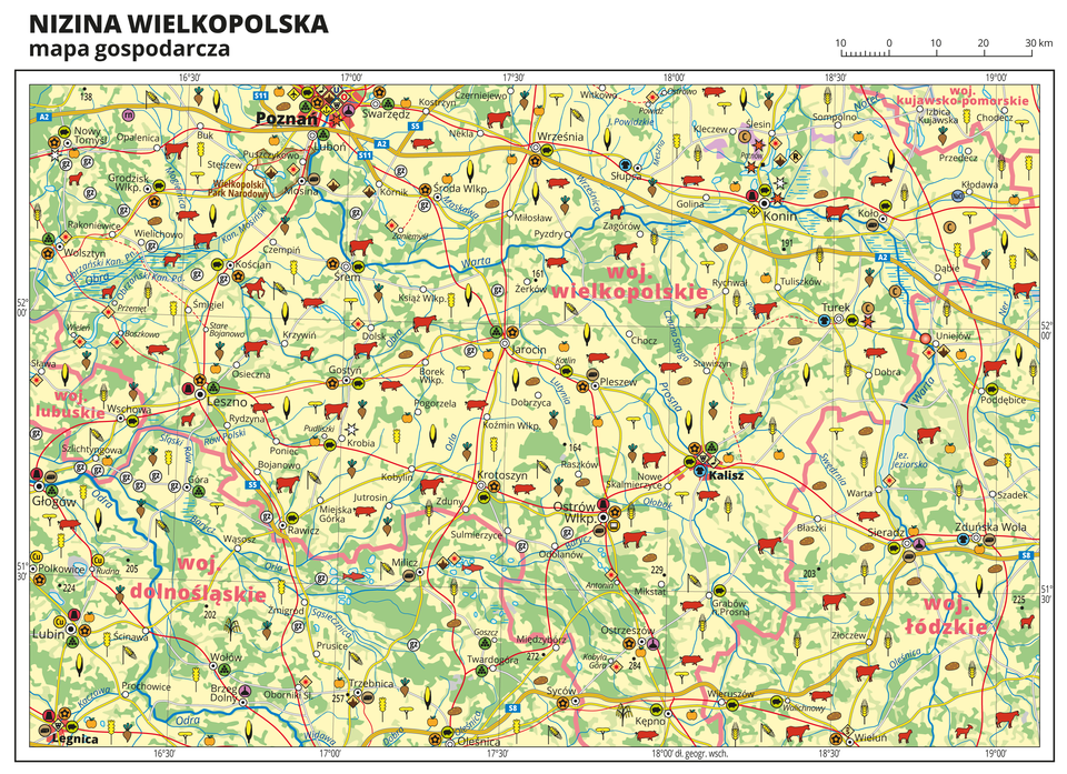 Ilustracja przedstawia mapę gospodarczą Niziny Wielkopolskiej. Tło mapy w kolorze żółtym (grunty orne), jasnozielonym (łąki i pastwiska) i zielonym (lasy). Na mapie sygnatury obrazujące uprawy poszczególnych roślin, hodowlę zwierząt, przemysł, górnictwo i energetykę, komunikację, turystykę, naukę, kulturę i sztukę. Mapa obejmuje tereny Polski od granicy z Niemcami na zachodzie po Toruń i Włocławek na wschodzie, na północy sięgając Bydgoszczy, a na południu Leszna. Największe zagęszczenie sygnatur w Poznaniu, Kaliszu i Legnicy. Duże zagęszczenie sygnatur w Koninie, Ostrowie Wielkopolskim, Sieradzu, Lesznie i Lubinie. Na mapie przedstawiono sieć dróg i kolei, porty wodne i lotnicze, granice województw, granicę państwa. Opisano województwa wielkopolskie, kujawsko-pomorskie, łódzkie, dolnośląskie i lubuskie. Opisano Niemcy. Mapa zawiera południki i równoleżniki, dookoła mapy w białej ramce opisano współrzędne geograficzne co trzydzieści minut.