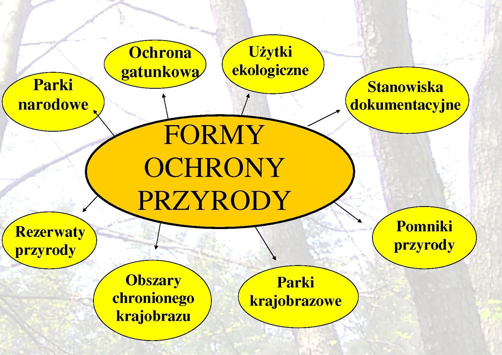 Formy Obszarowej Ochrony Przyrody Formy ochrony przyrody - Zintegrowana Platforma Edukacyjna