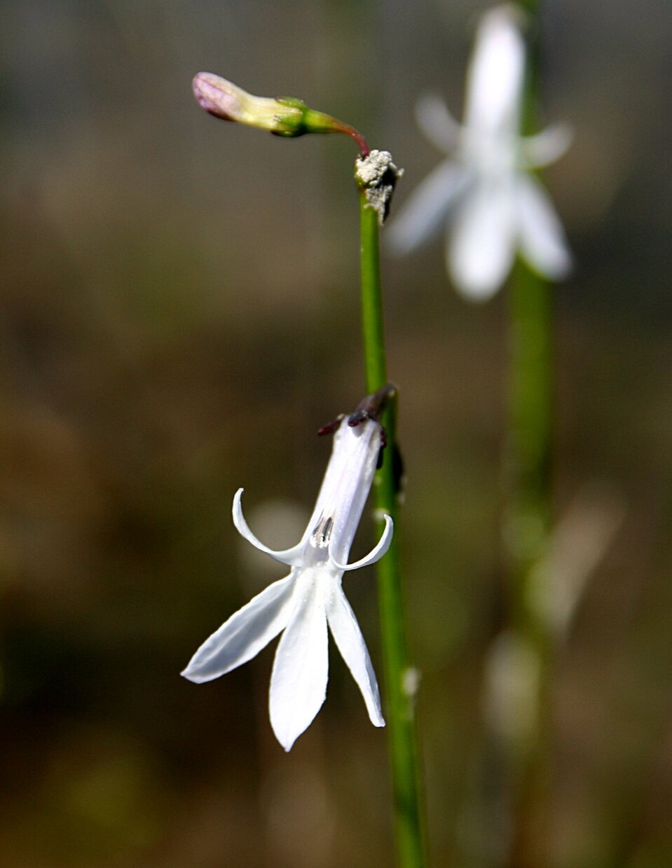 Lobelia jeziorna („car-ziele”) Lobelia jeziorna („car-ziele”) Źródło: Przykuta, fotografia barwna, licencja: CC BY-SA 3.0.