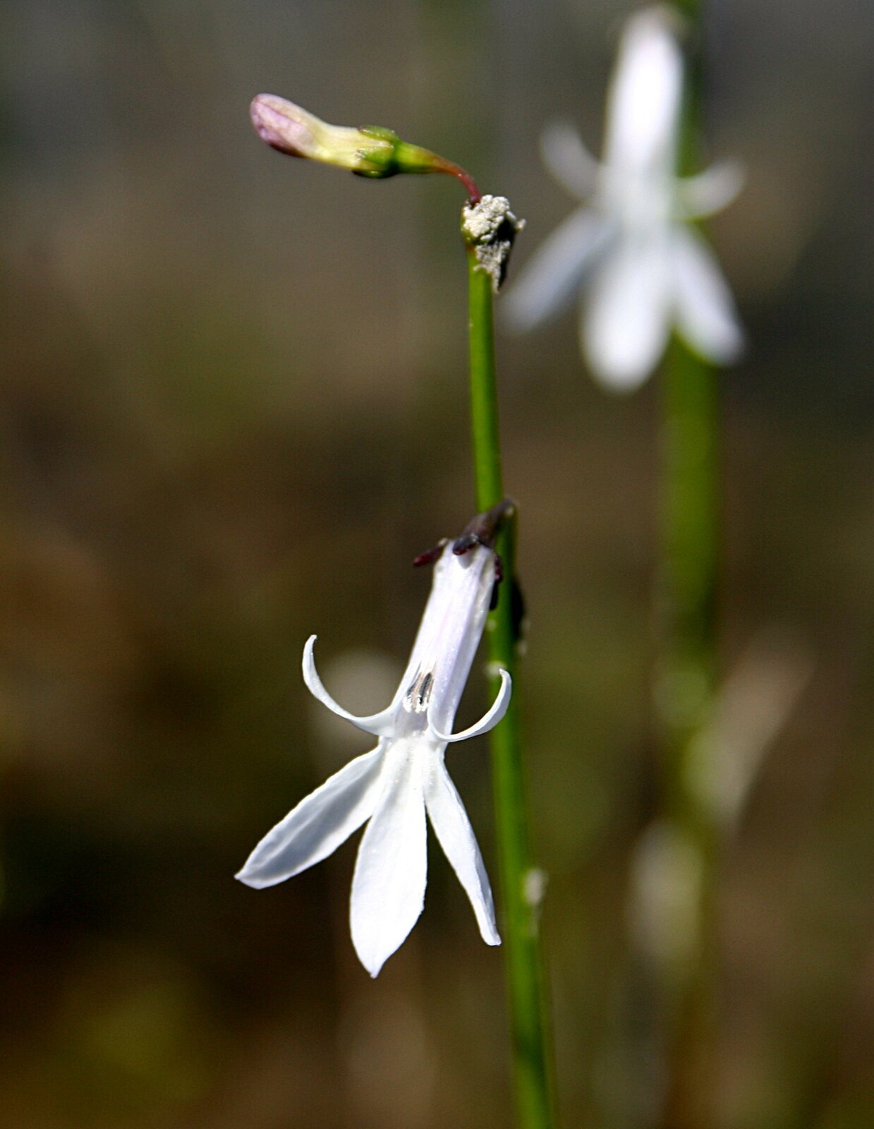 Lobelia jeziorna („car-ziele”) Lobelia jeziorna („car-ziele”) Źródło: Przykuta, fotografia barwna, licencja: CC BY-SA 3.0.