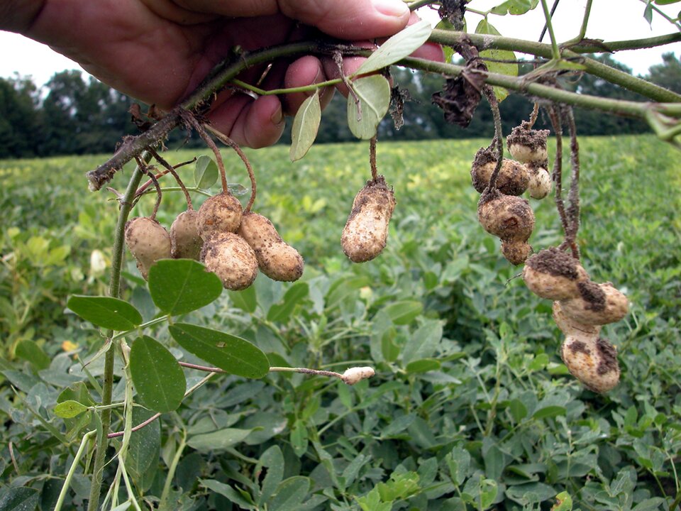 Na zdjęciu plantacja orzeszków ziemnych. Na pierwszym planie dłoń trzymająca zieloną gałązkę ze strąkami świeżo wyjętymi z ziemi. Strąki pobrudzone ziemią. Każdy z strączek wisi na długiej szypułce kwiatu i zawiera dwa owalne orzeszki. Strączki w kolorze beżowym, z bruzdowaną, włóknistą okrywą, liście pierzastozłożone z dwóch par owalnych listków.