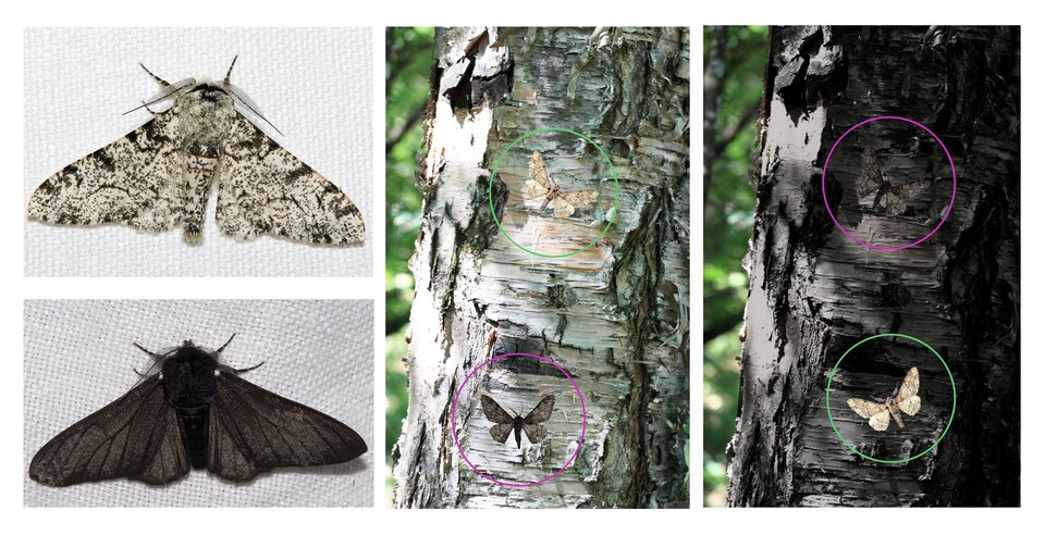 Fotografie przedstawiają dwa motyle nocne krępaki brzozowe, jaśniejszego i ciemniejszego. Z prawej dwie fotografie pni brzóz, jaśniejszego i ciemniejszego. Nałożono na nie fotografie motyli. Różowe i zielone okręgi wskazują położenie motyli, gdyż można ich nie zauważyć tak stapiają się z barwą kory.