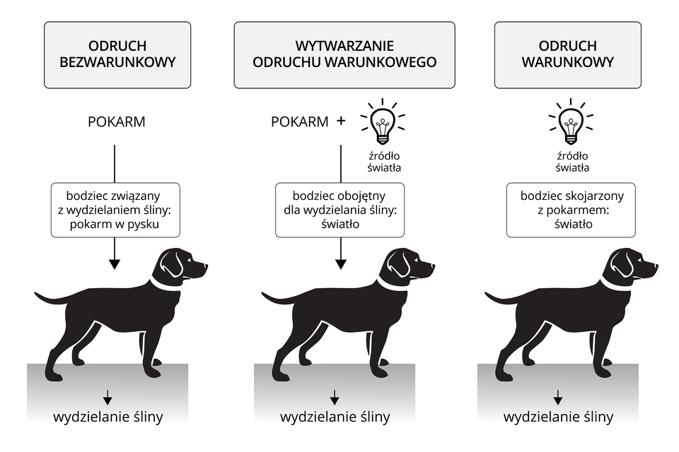 Ilustracja przedstawia 3 czarne sylwetki psów na szarym podłożu. U góry każdej sylwetki psa opisano typ odruchu i działające bodźce. Pierwszy z lewej: odruch bezwarunkowy. Bodziec: pokarm (w pysku). Pod sylwetką psa reakcja: wydzielanie śliny. Środkowy: wytwarzanie odruchu warunkowego. Rysunek zapalonej żarówki. Bodziec: pokarm plus światło. Reakcja: wydzielanie śliny. Z prawej: odruch warunkowy. Rysunek zapalonej żarówki. Bodziec: światło. Ta sama reakcja: wydzielanie śliny.