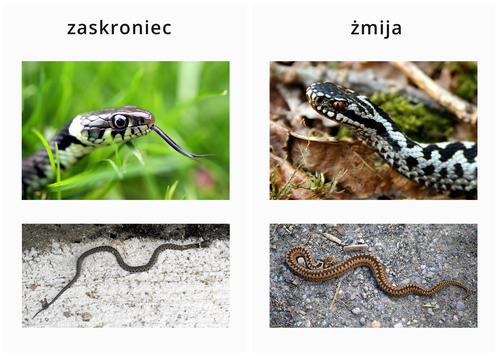 Ilustracja przedstawia cztery fotografie w dwóch kolumnach po dwie. Z lewej zaskroniec. U góry zbliżenie głowy, skierowanej w prawo. Wysunięty długi brązowy język. Głowa spłaszczona, u góry brązowa, u dołu biaława z czarnymi plamami. Oko okrągłe, czarno - żółte. Z tyłu głowy jasna duża plama. Na zdjęciu niżej widok całego ciała na jasnym podłożu. Jest długie, cienkie, szare z czarnymi plamami z boku. Z prawej żmija. U góry zbliżenie głowy, skierowanej w lewo. Głowa szeroka, czarna z białymi plamami, szyja jasna z czarnym, zygzakowatym wzorem. Oko pomarańczowe z pionową, czarną źrenicą. Na zdjęciu niżej widok żmii w odmianie brązowej. Za głową rozszerzenie na boki, tułów grubszy, wyraźny wzór ciemnego zygzaka.