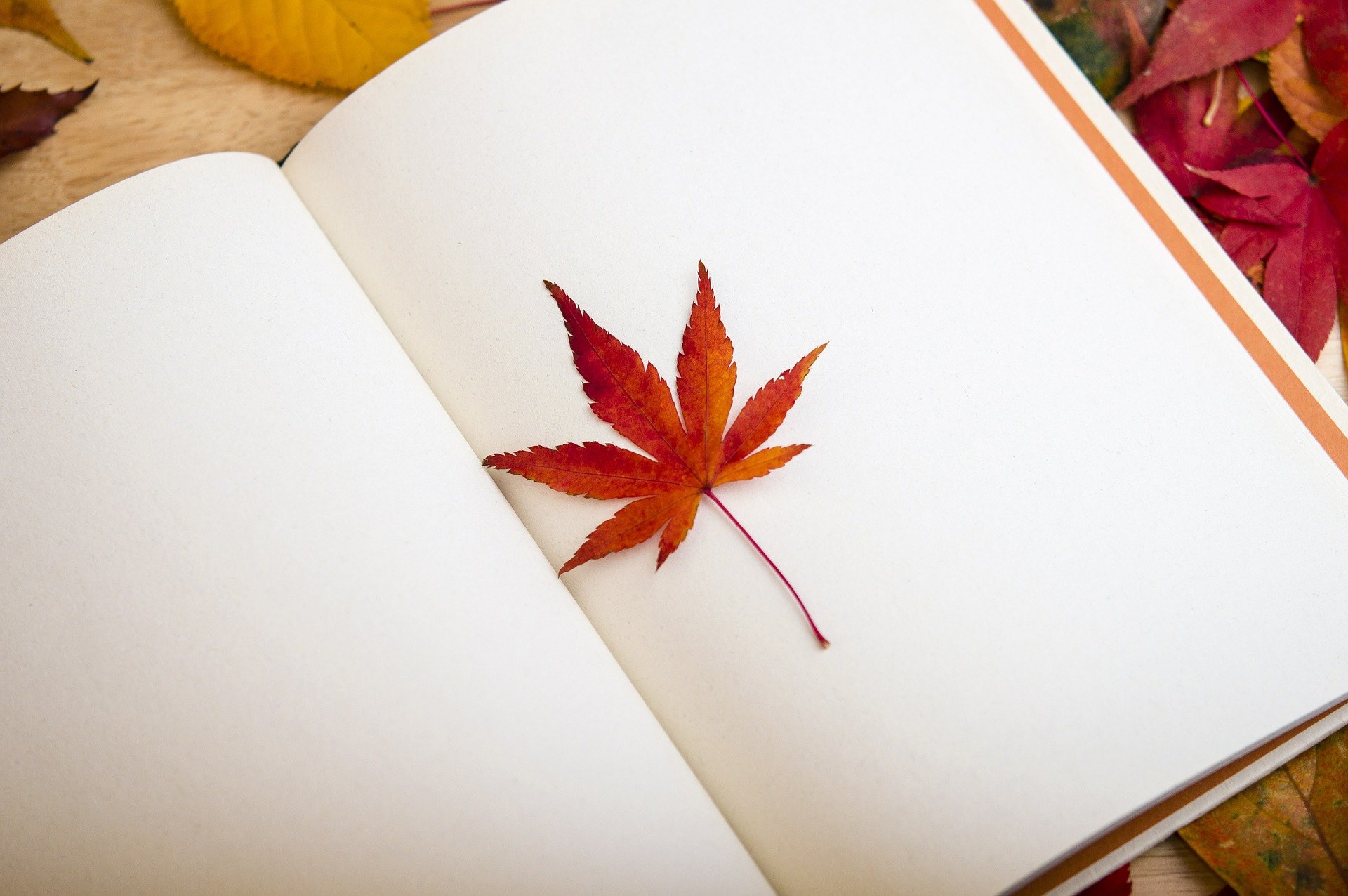 Okladka - opis zdania pojedynczego Źródło: pixabay, licencja: CC 0.