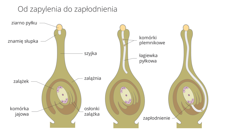 Ilustracja przedstawia trzy rysunki przekrojów przez słupek rośliny okrytonasiennej. Oznaczają one kolejne fazy od zapylenia do zapłodnienia. Słupek ma kolor jasnobrązowy. Osłonki zalążka są ciemniej brązowe. Komórkę jajową oznaczono kolorem liliowym. Na słupku pierwszym z lewej znajduje się żółte ziarno pyłku. Wyrasta z niego w głąb słupka jasna łagiewka pyłkowa. Wszystkie elementy są opisane.