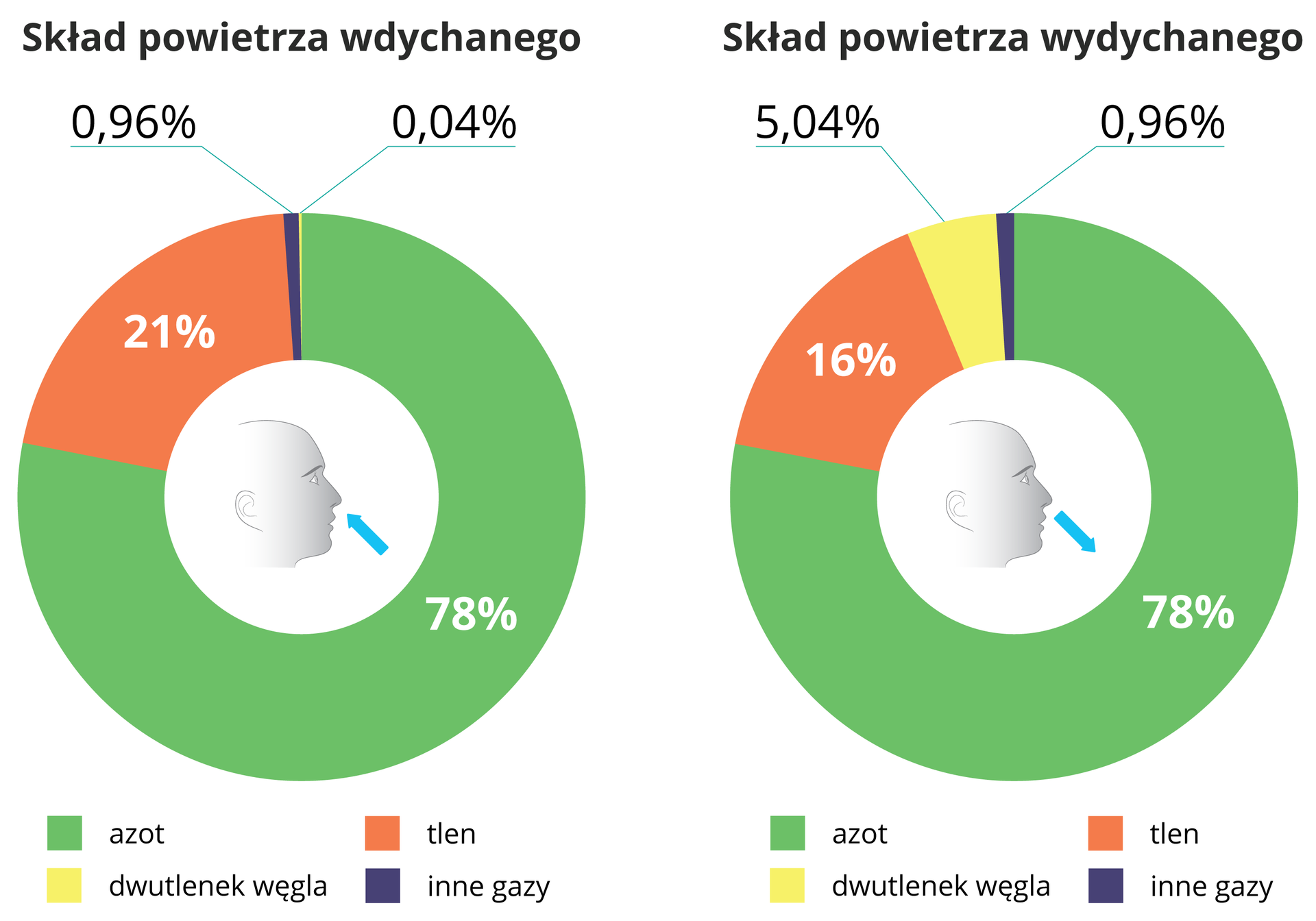 Ilustracja przedstawia dwa diagramy pierścieniowe z sylwetką główki w środku. W obu te same gazy oznaczono tym samym kolorem. Lewy diagram przedstawia skład powietrza wdychanego (błękitna strzałka do główki). Jest w nim 78 procent azotu (zielony), 21 procent tlenu (pomarańczowy) , 97 setnych procenta dwutlenku węgla (żółty) i 4 setne procenta innych gazów (granatowy). Prawy diagram przedstawia skład powietrza wydychanego (strzałka od główki). Ilość azotu nie zmieniła się. Tlenu jest 16 procent, dwutlenku węgla pięć i cztery setne procenta, innych gazów jest 96 setnych procenta.