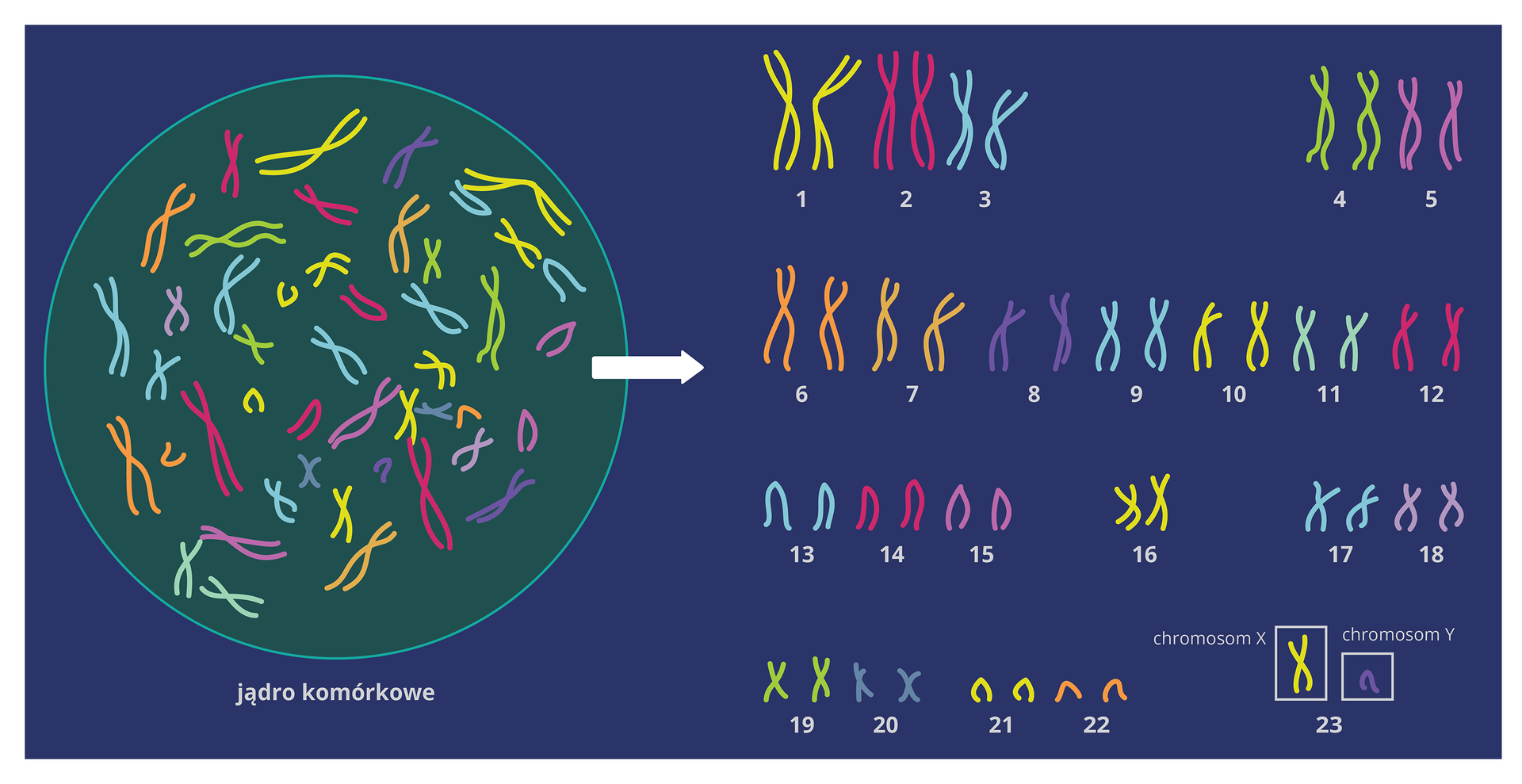 Ilustracja przestawia schematycznie zestaw chromosomów mężczyzny. Na niebieskim tle z lewej jest zielone kółko z różnokolorowymi chromosomami w kształcie litery X. to jądro komórkowe. Od niego strzałka do chromosomów ułożonych parami. Każda para inny kolor, wielkość i kształt. Pary są ponumerowane kolejno od 1 do 22. Osobno para numer 23. Duży żółty chromosom w ramce podpisany X. Mały fioletowy chromosom w kształcie haczyka podpisany Y. to chromosomy płciowe.