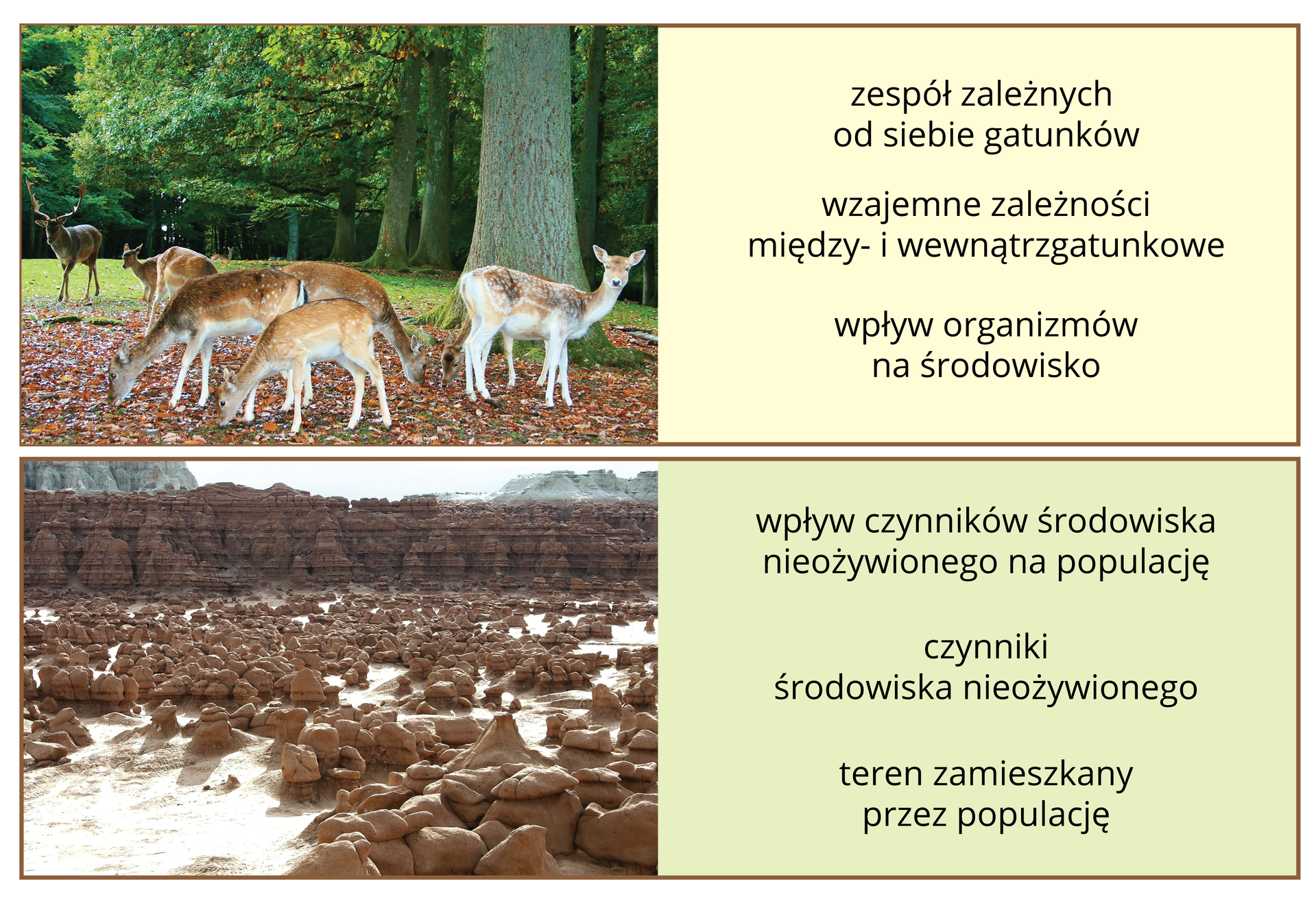 Ilustracja przestawia składniki ekosystemu w formie dwóch brązowych ramek, jedna nad drugą. W każdej z lewej jest fotografia, z prawej opis na beżowym tle. Górna ramka: stadko siedmiu danieli w lesie. Są jasnobrązowe w białe plamy. Samice pasą się na trawie pokrytej liśćmi, pod drzewem. Jedna stoi bokiem, patrzy w stronę obserwatora. Samiec z rozłożystym porożem stoi z tyłu. Podpis: zespół populacji, wzajemne zależności między populacjami, wpływ organizmów na środowisko.Dolna ramka: szare i brązowe skały w tle, bliżej liczne jasnobrązowe kamienie na piasku. Podpis: wpływ czynników środowiska nieożywionego na populację, czynniki środowiska nieożywionego, teren zamieszkany przez populację.