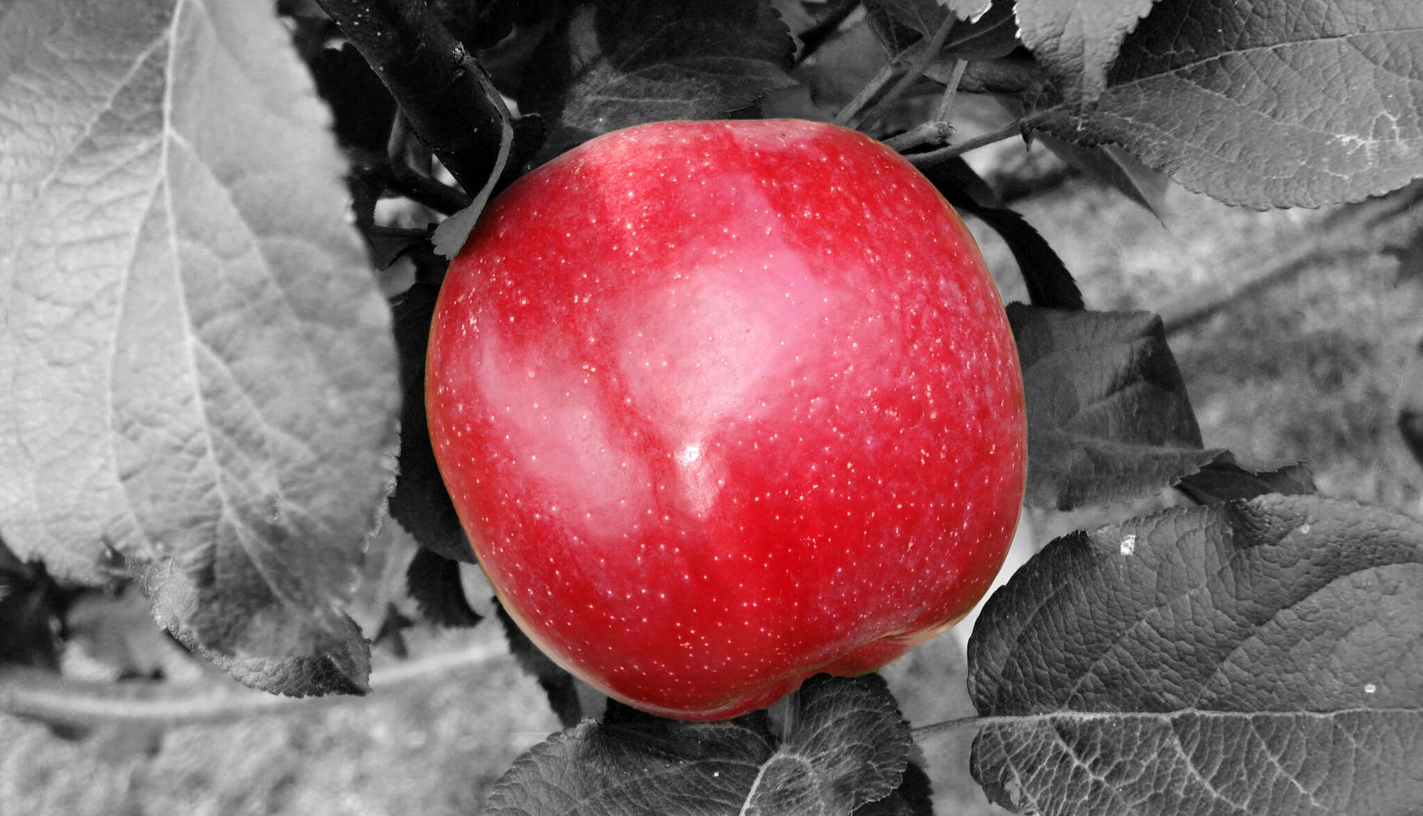 okładka Źródło: Pixabay, licencja: CC 0.