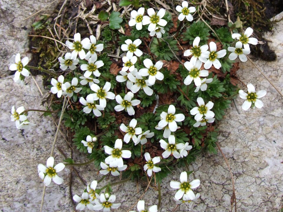 Skalnica tatrzańska