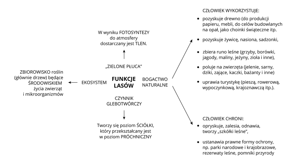 Na ilustracji schemat przedstawiający funkcje lasów. <table><tr><td>1.</td><td>Ekosystem: zbiorowisko roślin, głównie drzew, będące środowiskiem życia zwierząt i mikroorganizmów.</td></tr><tr><td>2.</td><td>„zielone płuca”: w wyniku fotosyntezy do atmosfery dostarczany jest tlen.</td></tr><tr><td>3.</td><td>Czynnik glebotwórczy: tworzy się poziom ściółki, który przekształcany jest w poziom próchniczny.</td></tr><tr><td>4.</td><td>Bogactwo naturalne: Człowiek wykorzystuje – drewno, żywicę, nasiona, sadzonki, zbiera runo leśne, poluje na zwierzęta, uprawia turystykę; człowiek chroni – opryskuje, zalesia, odnawia, tworzy szkółki leśne, ustanawia prawne formy ochrony.</td></tr></table>