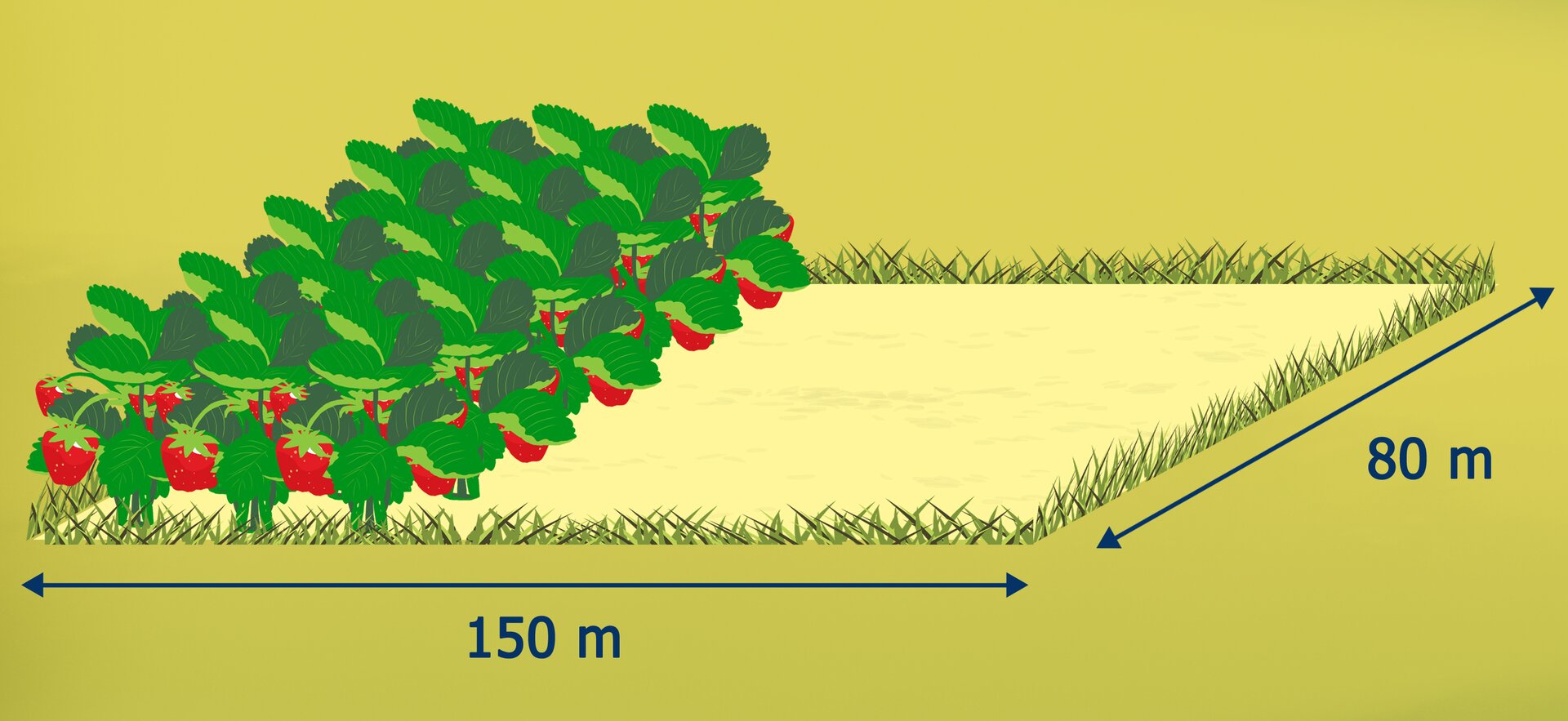 Rysunek działki w kształcie prostokąta o bokach 150 cm i 80 cm. Zaznaczona część obsadzona truskawkami.