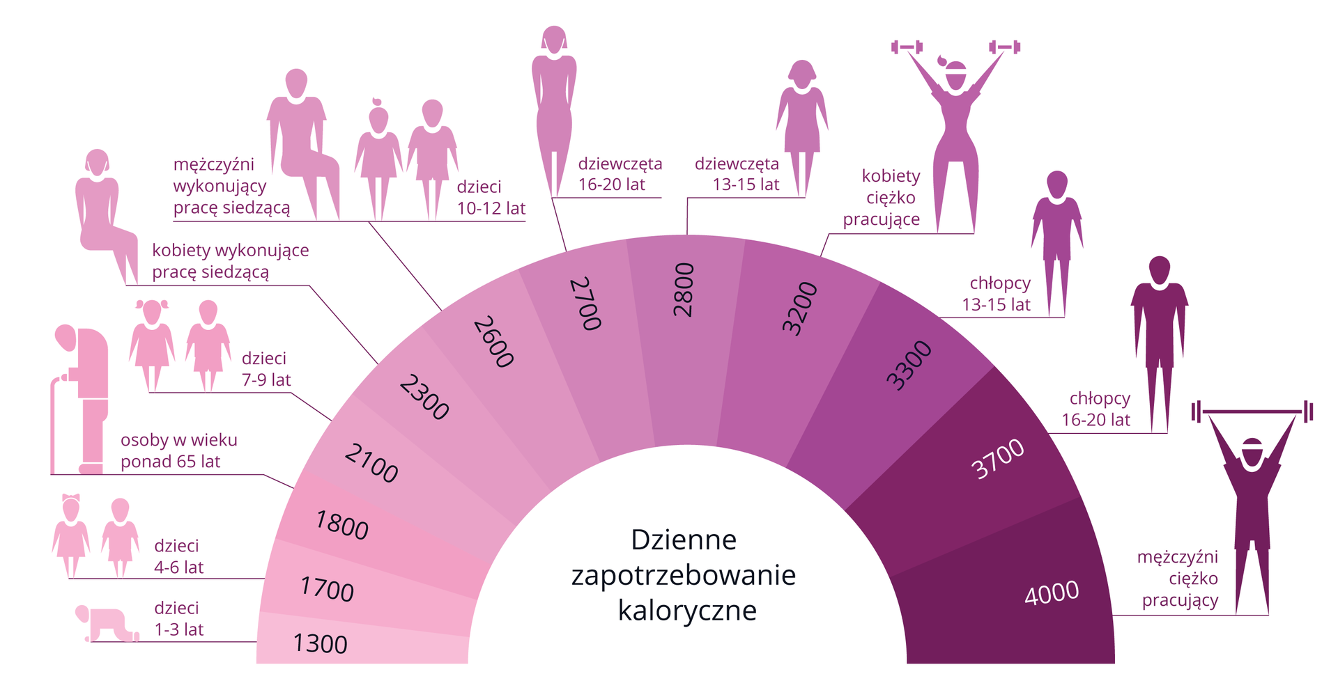 Ilustracja przedstawia dzienne zapotrzebowanie kaloryczne w zależności od płci i wieku. W fioletowym wachlarzu wpisane liczby kalorii, od 1300 do 4000. Im więcej kalorii, tym odcień ciemniejszy. Nad wachlarzem schematyczne fioletowe sylwetki z opisem wieku, płci i rodzaju pracy. Od sylwetek kreski do wachlarza wskazują, ile kalorii dziennie potrzebuje dana osoba.
