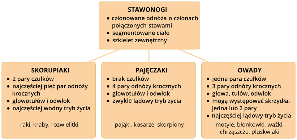 Schemat przedstawia podział stawonogów na trzy grupy: skorupiaki, pajęczaki, owady. W pomarańczowych czworokątach znajdują się syntetyczne opisy każdej z grup. Pod każdą z grup dodatkowo pomarańczowe tabliczki z nazwami grup, które będą dalej opisywane.