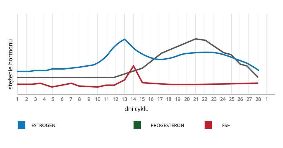 Schemat przedstawiający regulację hormonalną cyklu menstruacyjnego wskazujący na zapłodnienie komórki jajowej