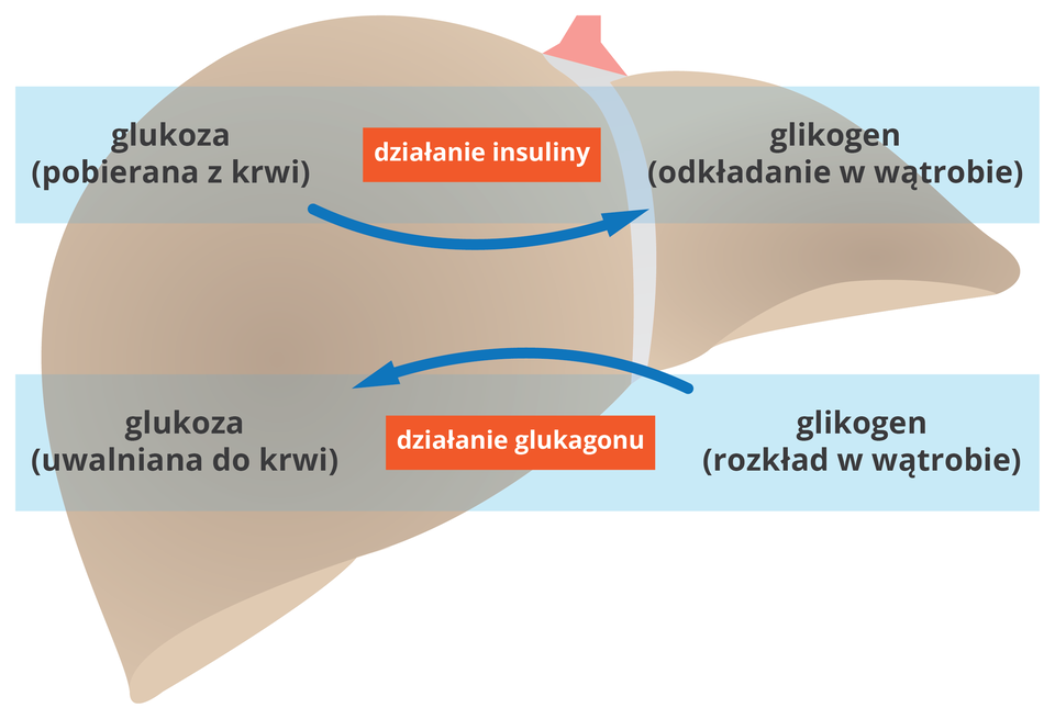 Ilustracja przedstawia wątrobę oraz schemat działania insuliny i glukagonu.