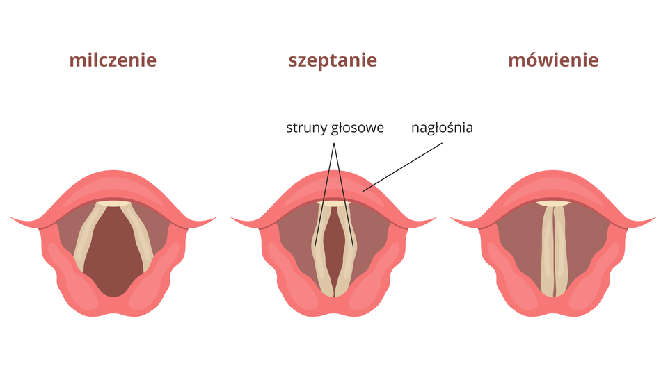 Ilustracja przedstawia 3 rysunki różowej krtani, widzianej z góry. Szare, pionowe paski obrazują fałdy (struny) głosowe. Między nimi brązowa szpara o różnej szerokości to wejście do tchawicy. Pierwszy z lewej to sytuacja, kiedy szpara jest szeroko otwarta. Podpis: milczenie. W środku szpara nagłośni jest zwężona. Podpis: szeptanie. Z prawej szpara nagłośni jest zamknięta, podpis: mówienie.