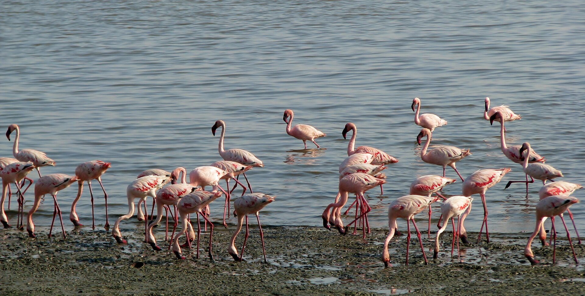 Fotografia prezentuje stado flamingów na brzegu dużego jeziora. Flamingi, to ptaki o wysokich czerwonych nogach, białoróżowym upierzeniu oraz długiej szyi zakończonej czerwonym zakrzywionym dziobem.