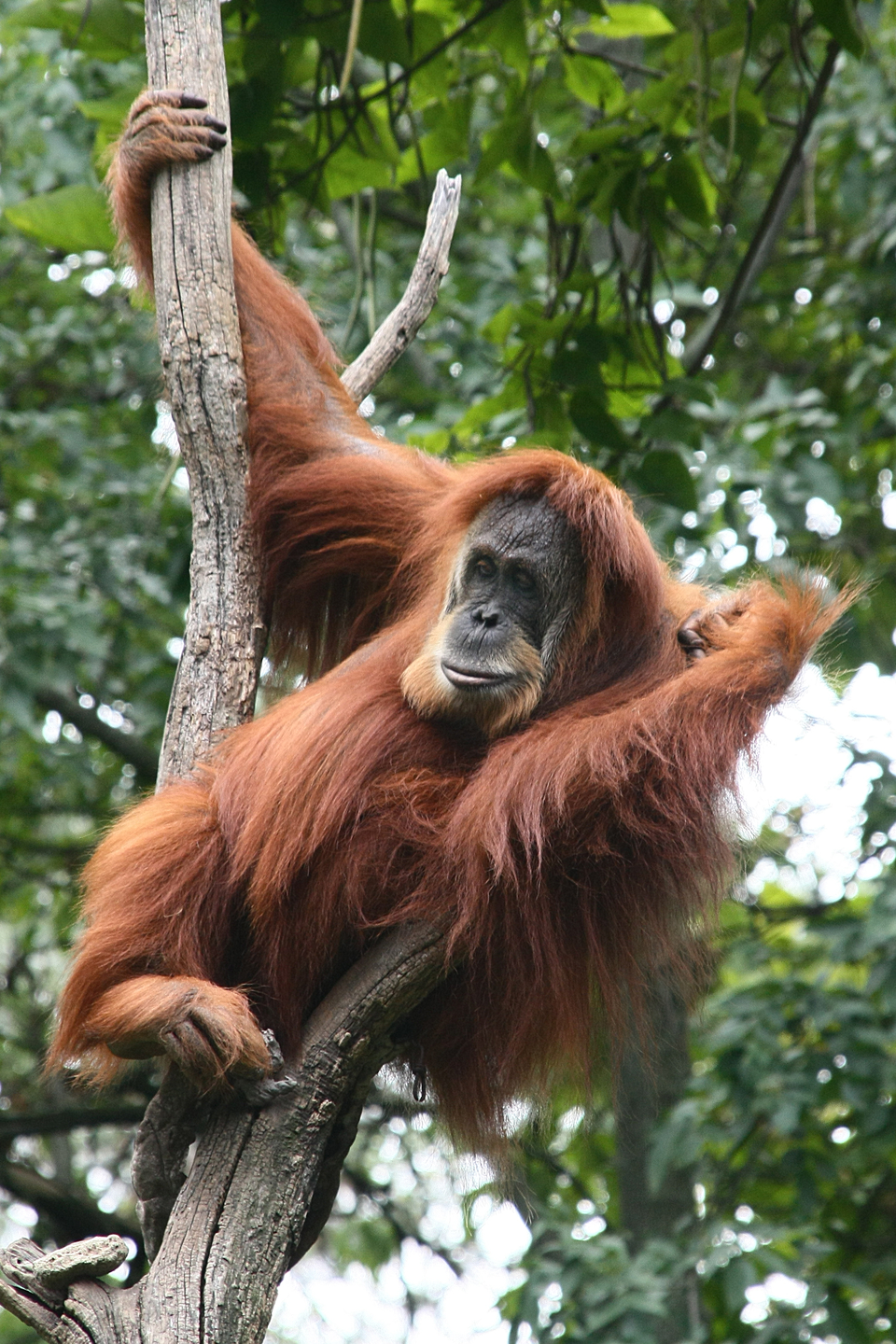 Fotografia przedstawia rudego orangutana, siedzącego przodem w rozwidleniu uschniętego drzewa. Zwierzę ma czarną twarz z lekko wysuniętym, zaokrąglonym pyskiem. Prawą ręką wyżej trzyma się jednego pnia, lewą ma założoną na drugim pniu. Nogi zwinięte pod tułowiem, palce jednej przytrzymują część pnia.
