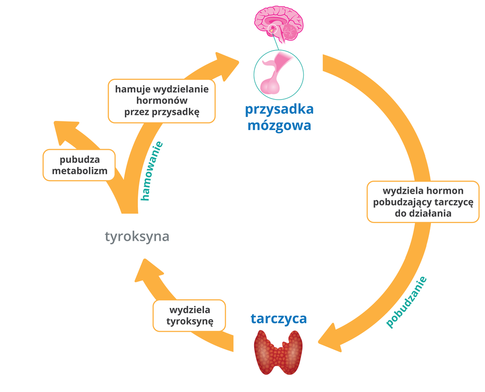 Ilustracja przedstawia regulację pracy tarczycy przez przysadkę mózgową na zasadzie ujemnego sprzężenia zwrotnego. Gdy we krwi jest mało tyroksyny przysadka pobudza tarczycę do jej wytwarzania; gdy poziom tyroksyny jest zbyt wysoki, przysadka wpływa na tarczycę, która ogranicza produkcję tyroksyny.