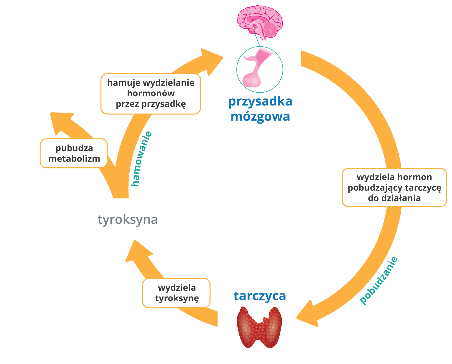 Ilustracja przedstawia regulację pracy tarczycy przez przysadkę mózgową na zasadzie ujemnego sprzężenia zwrotnego. Gdy we krwi jest mało tyroksyny przysadka pobudza tarczycę do jej wytwarzania; gdy poziom tyroksyny jest zbyt wysoki, przysadka wpływa na tarczycę, która ogranicza produkcję tyroksyny.