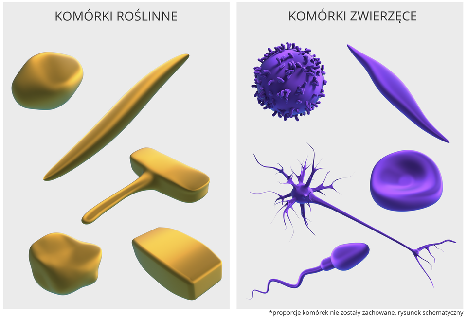 Ilustracja przedstawia dwie plansze z obrazami różnych kształtów komórek. Po lewej znajduje się plansza, przedstawiająca w kolorze brązowym komórki roślinne. Po prawej znajduje się plansza, przedstawiająca w kolorze fioletowym komórki zwierzęce.