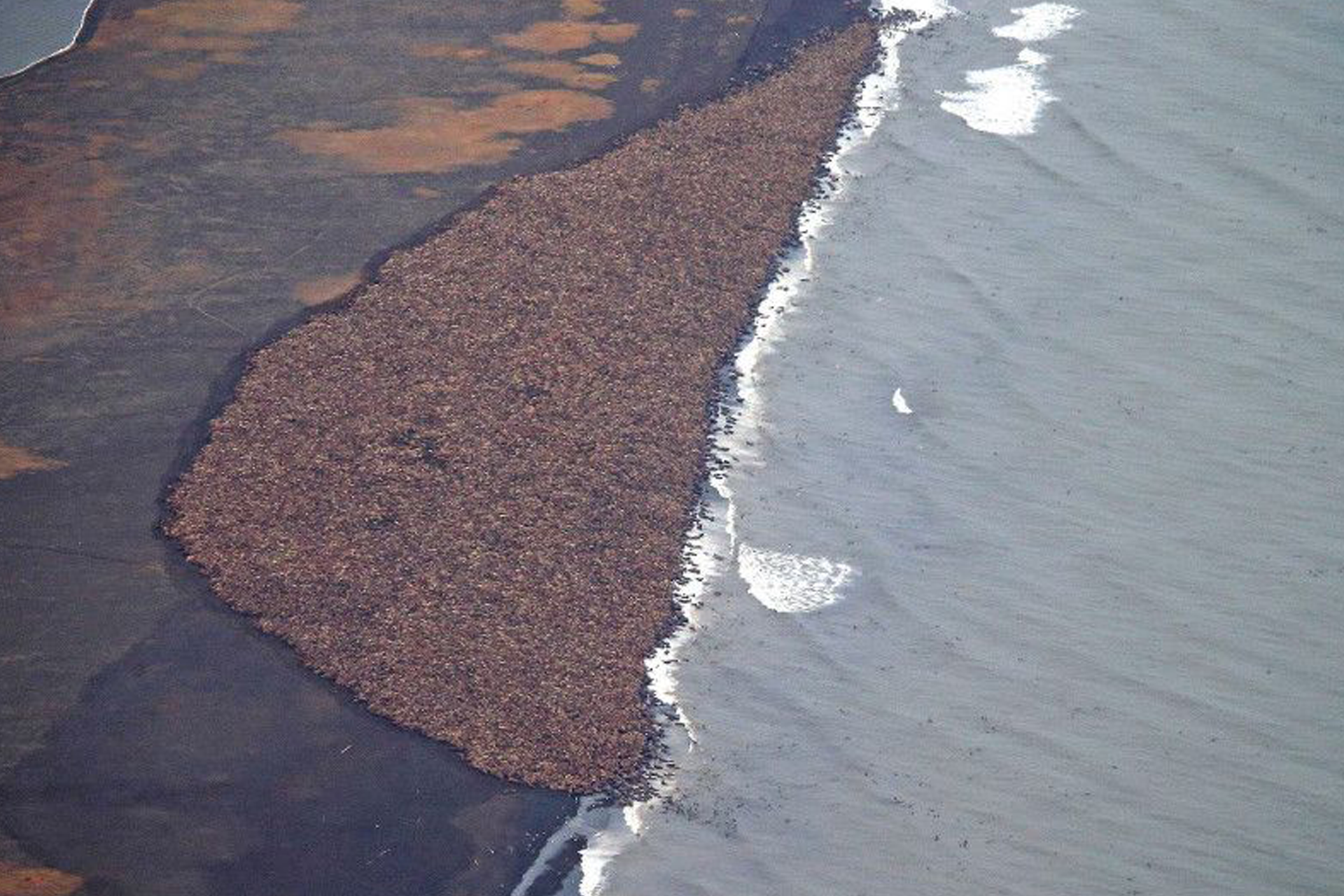 Fotografia przedstawia dużą szarobrązową plamę z lewej i szarą z białym z prawej. To lotnicze zdjęcie morsów na wybrzeżu Alaski. Brązowe zwierzęta na szarej skale są skupione przy wodzie. Znajdują się w środkowej części fotografii.