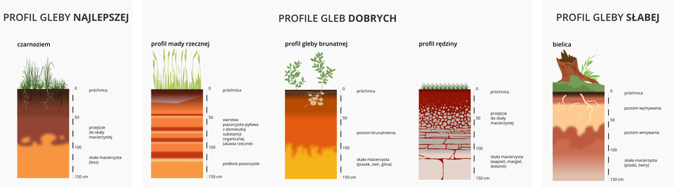 Na ilustracji profile gleb Polski w postaci pionowych prostokątów. Na spodzie każdego profilu skała macierzysta, dalej poziom przejściowy i na wierzchu próchnica. Gleba najlepsza – czarnoziem – gruba warstwa próchnicy, gleby dobre – mada rzeczna, gleba brunatna, rędzina – cieńsza warstwa próchnicy, gleba słaba – bielica – bardzo cienka warstwa próchnicy. <table> <tr> <td>bielice</td> <td>26,00%</td> </tr> <tr> <td>brunatne i płowe</td> <td>52,00%</td> </tr> <tr> <td>czarnoziemy</td> <td>1,00%</td> </tr> <tr> <td>Czarne ziemie</td> <td>1,00%</td> </tr> <tr> <td>Rędziny</td> <td>1,00%</td> </tr> <tr> <td>Mady</td> <td>5,00%</td> </tr> <tr> <td>bagienne</td> <td>7,00%</td> </tr> <tr> <td>górskie</td> <td>6,00%</td> </tr> <tr> <td>antropogeniczne</td> <td>1,00%</td> </tr></table>