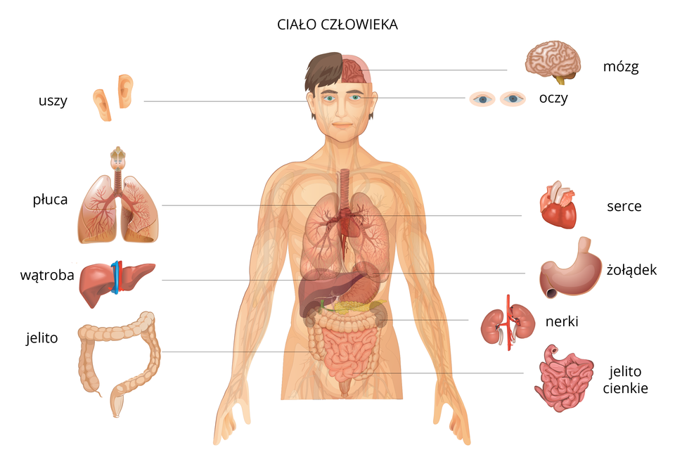 Schemat przedstawiający najważniejsze narządy w ciele człowieka: mózg, oczy, serce, żołądek, nerki, jelito cienkie, uszy, płuca, wątroba, jelito