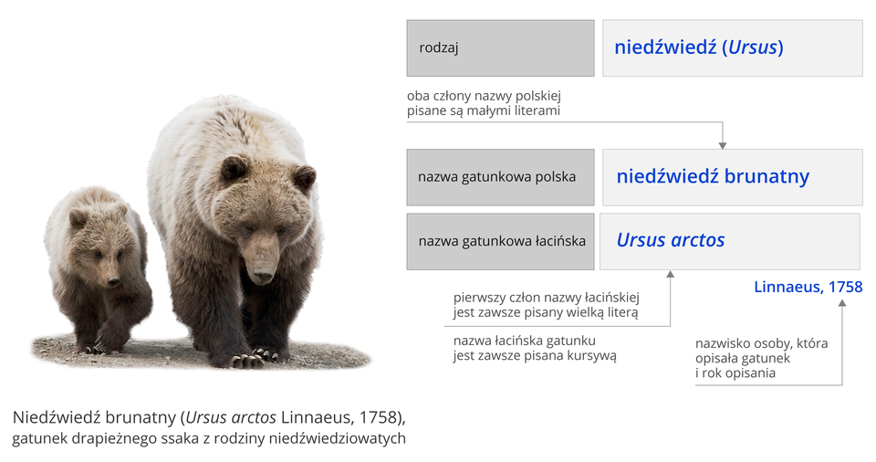 Ilustracja przedstawia zasady tworzenia nazw gatunkowych. Ilustracja składa się z dwóch elementów. Elementy ułożone jeden nad drugim. Na górze informacja: niedźwiedź brunatny, w nawiasie okrągłym Ursus arctos Linnaeus, rok tysiąc siedemset pięćdziesiąty ósmy, gatunek drapieżnego ssaka z rodziny niedźwiedziowatych. Poniżej schemat. Główne elementy schematu na czarno i niebiesko. Dodatkowe informacje na zielono. Po lewej napis: rodzaj. Na prawo niebieski napis: niedźwiedź, w nawiasie okrągłym Ursus. Poniżej, po lewej, napis: nazwa gatunkowa polska. Na prawo napis: niedźwiedź brunatny. Powyżej objaśnienie: oba człony nazwy polskiej pisane są małymi literami. Poniżej napis: nazwa gatunkowa łacińska. Po prawej napis: Ursus arctos. Poniżej wyrazu Ursus objaśnienie: pierwszy człon nazwy łacińskiej jest zawsze pisany wielką literą. Poniżej wyrazu arctos objaśnienie: nazwa łacińska gatunku jest zawsze pisana kursywą. Na prawo wyraz Linnaeus, tysiąc siedemset pięćdziesiąt osiem. Powyżej objaśnienie: nazwisko odkrywcy gatunku i rok odkrycia.Poniżej schematu zdjęcie niedźwiedzicy z niedźwiadkiem. Niedźwiedzica dwa razy większa od niedźwiadka. Niedźwiadek po lewej stronie niedźwiedzicy. Niedźwiedzica i niedźwiadek poruszają się w stronę obserwatora zdjęcia. Głowy niedźwiedzi skierowane w dół. Uszy małe. Oczy ciemne, małe. Długi pysk zakończony czarnymi nozdrzami. Na końcach łap długie pazury.