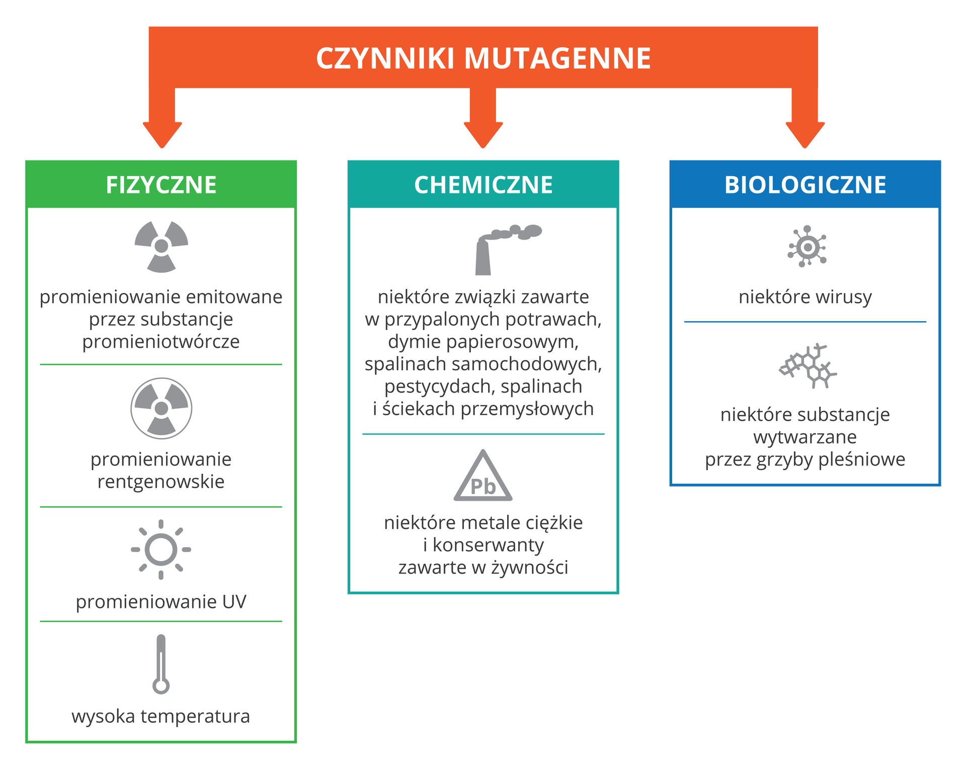 Schemat przestawia rodzaje czynników, wywołujących mutacje. Ugóry na czerwonym tle napis: czynniki mutagenne. Czynniki te podzielono na 3 grupy. Z lewej na zielonym tle czynniki fizyczne z ich symbolami. Są to: substancje promieniotwórcze, promieniowanie rentgenowskie, ultrafioletowe i wysoka temperatura. Czynniki chemiczne to niektóre związki, zawarte w przypalonych potrawach, dymie papierosowym, spalinach, pestycydach, dymach i ściekach przemysłowych. Mają symbol dymiącego komina. Kolejne to metale ciężkie i niektóre konserwanty żywności. Mają symbol trójkąta z oznaczeniem ołowiu Pb. Niebieska grupa to czynniki biologiczne, takie jak niektóre wirusy oraz substancje, wytwarzane przez grzyby pleśniowe.
