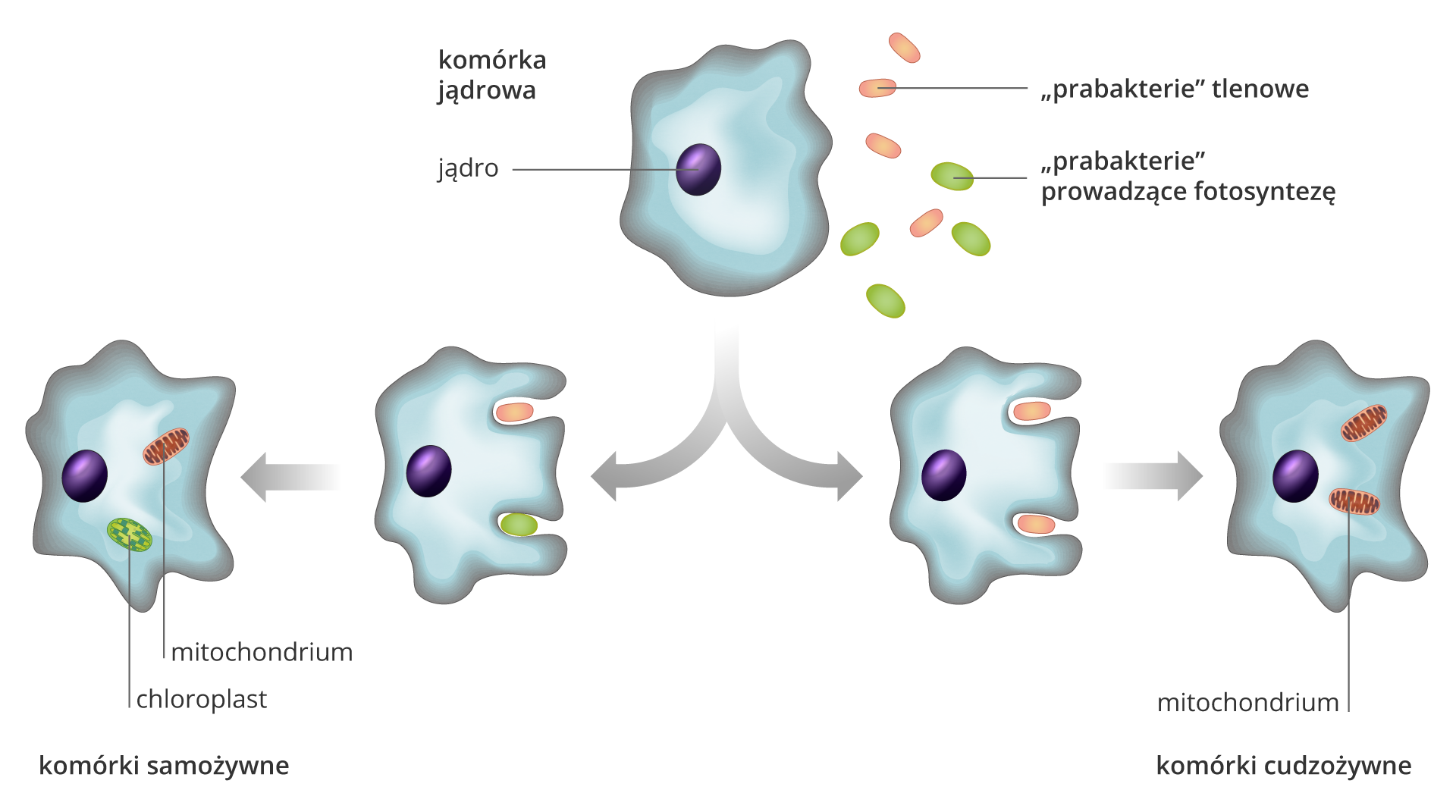 Ilustracja numer dwa przedstawia proces endosymbiozy. Proces przedstawiony jest w pięciu etapach, za pomocą pięciu komórek eukariotycznych. Komórka eukariotyczna to owalna struktura o pofalowanym brzegu. W centralnym punkcie komórki znajduje się jedno małe, owalne jądro. Pierwszy etap ilustruje umieszczona na górze jedna komórka eukariotyczna. Na prawo od niej znajdują się małe prabakterie: cztery czerwone, owalne, pałeczkowate – to prabakterie tlenowe. Poniżej nich cztery zielone owalne prabakterie prowadzące fotosyntezę. Od tej komórki eukariotycznej rozchodzą się w prawo i lewo półokrągłe szare strzałki. Każda z nich wskazuje po dwie komórki eukariotyczne. Za strzałką skierowaną w prawo znajdują dwie komórki eukariotyczne. Pierwsza komórka bliżej strzałki z dwoma prabakteriami zagłębionymi w błonę komórkową: na górze czerwona tlenowa prabakteria, na dole zielona samożywna prabakteria. Miejsca wnikania to zagłębienia komórki eukariotycznej. Dalej po lewej stronie ta sama komórka na następnym etapie procesu. Prabakterie znajdują się w jej wewnętrzu. Czerwona prabakteria to mitochondrium, zielona prabakteria to chloroplast. Poniżej napis: komórki samożywne. Na prawo od grota drugiej strzałki dwie komórki eukariotyczne. Pierwsza z dwoma zagłębieniami, w których są dwie czerwone prabakterie tlenowe. Następny etap to ta sama komórka na kolejnym etapie procesu. W jej wnętrzu są dwie tlenowe prabakterie. Prabakteria wewnątrz komórki nazwana jest mitochondrium. Poniżej napis: komórki cudzożywne.