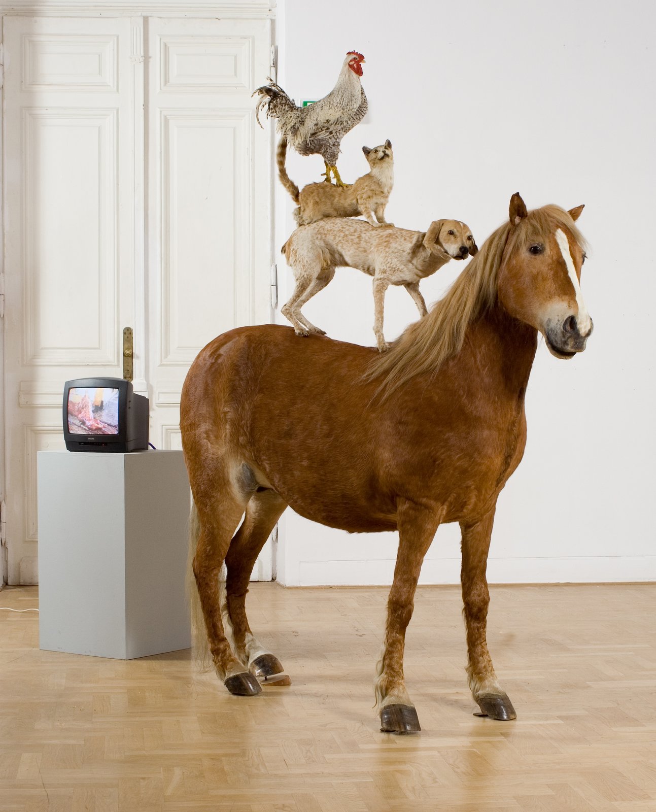 Piramida zwierząt Źródło: Katarzyna Kozyra, Piramida zwierząt, 1993, rzeźba-instalacja: 4 wypreparowane zwierzęta – koń, pies, kot, kogut, Zachęta – Narodowa Galeria Sztuki, Warszawa, licencja: CC BY-SA 3.0.