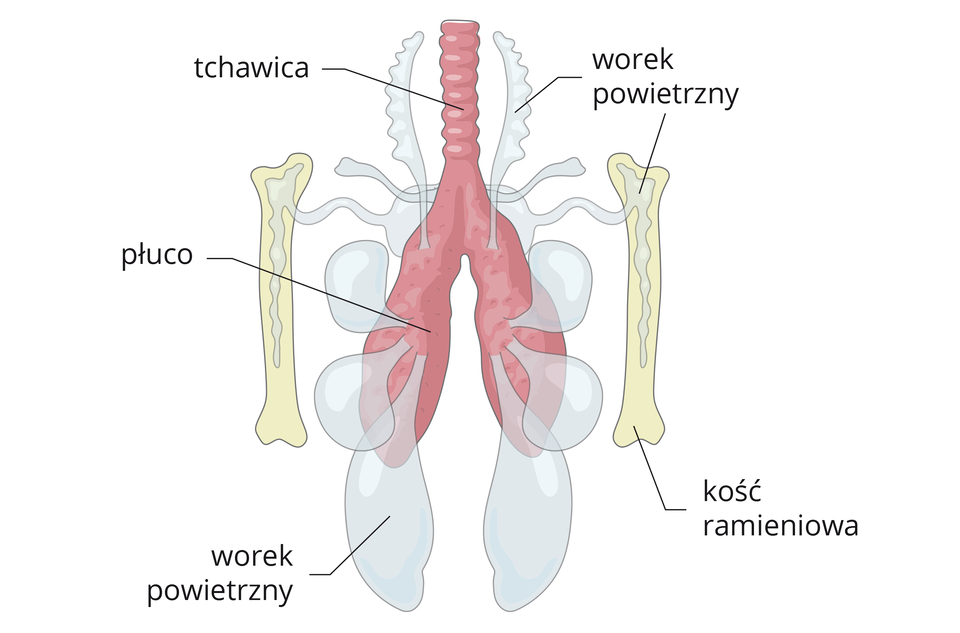 Ilustracja przedstawia schematycznie dwubocznie symetryczny układ oddechowy ptaka. Ciemnoróżowa tchawica prowadzi do płuc w tym samym kolorze. Z płuc wyrastają w różnych kierunkach błękitne pęcherze, czyli worki powietrzne. Po obu stronach narysowano bladoróżowe kości ramieniowe, do których wrastają pęcherze powietrzne.