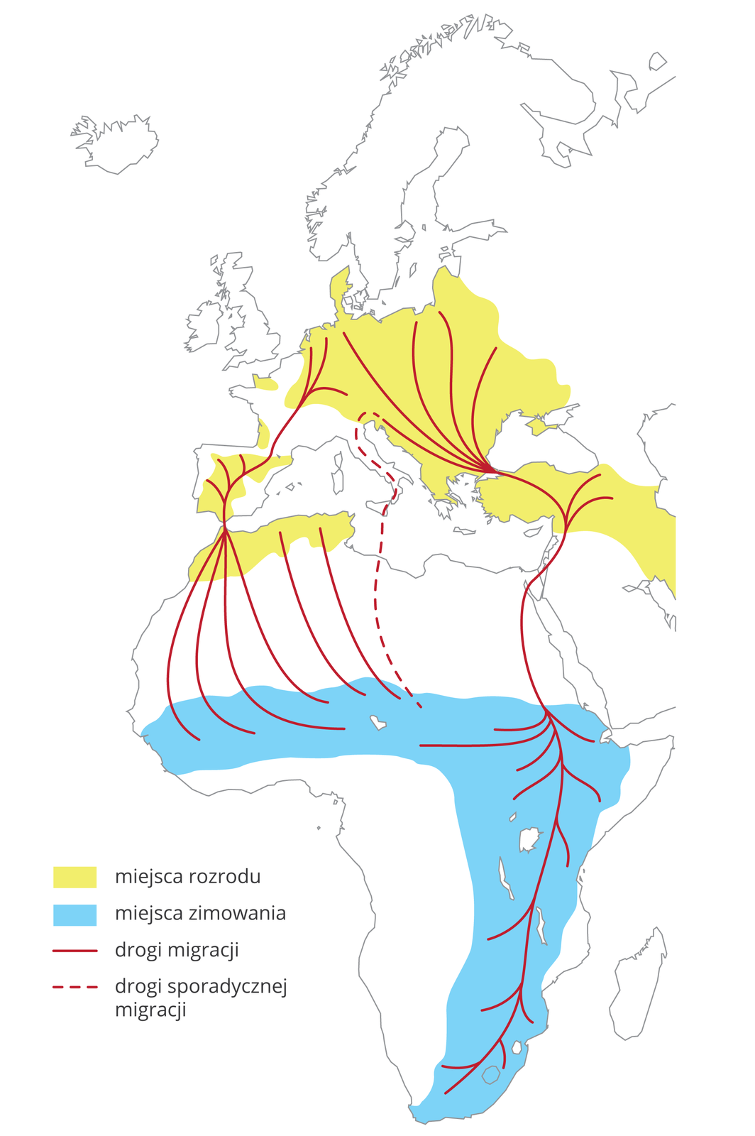 Ilustracja przedstawia wycinek mapy świata z częścią Europy i Afryką. Żółtym kolorem oznaczono na niej miejsca rozrodu bocianów białych. Niebieski kolor oznacza miejsca ich zimowania. Czerwone linie wskazują drogi migracji. Czerwona linia przerywana oznacza drogę sporadycznej migracji.