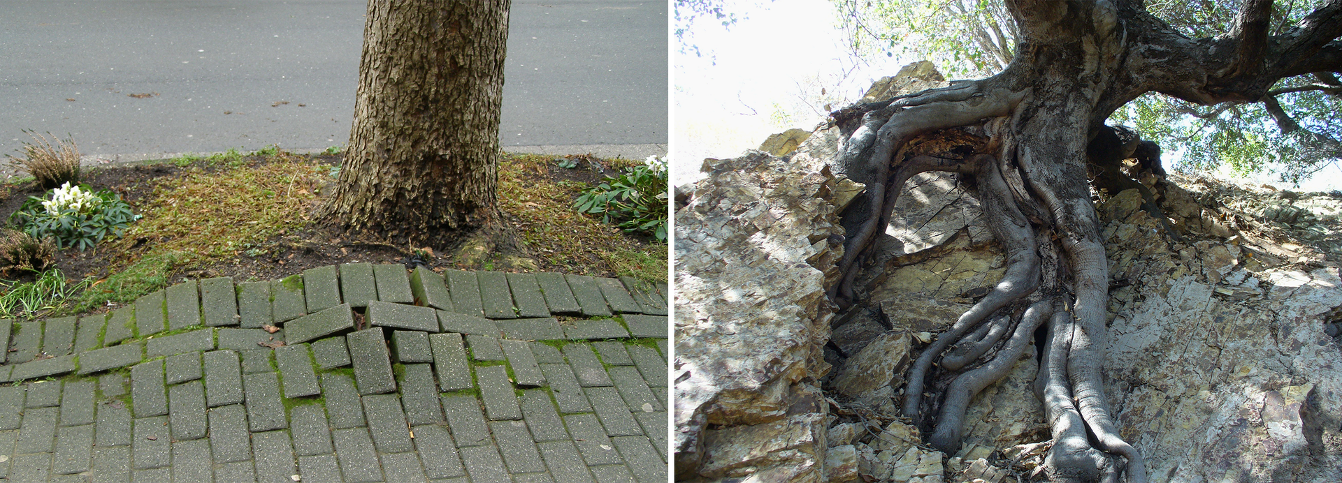 Dwa zdjęcia przedstawiające korzenie rozsadzające podłoże, na pierwszej fotografii przez korzenie drzewa rozsadzony został chodnik, na drugiej skała